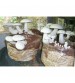 Thanvi Premium Grain Spawn Milky Mushroom (Seeds) 350 grams